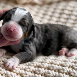 Cashew (Cash for short) - blue collar - Blue merle male Bernedoodle puppy in Colorado Springs, Colorado from Mercy Mountain Bernedoodles