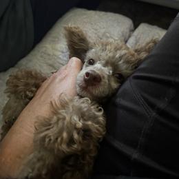 Sprinkles - Brindle female Poodle puppy in Labelle, Florida from RomLein Poodles