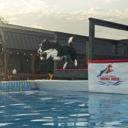 Coast - Border Collie