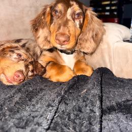 Toby - Dachshund