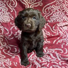 Bud - Chocolate male Boykin Spaniel puppy in Van Buren, Arkansas from Arklahoma Boykins