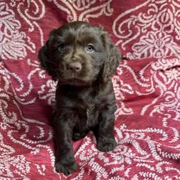 Bud - Chocolate male Boykin Spaniel puppy in Van Buren, Arkansas from Arklahoma Boykins