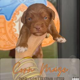 Corn Maze - Red  male Goldendoodle puppy in Nacogdoches, Texas from Designer Doodles