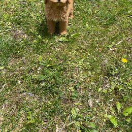 Maltese, Maltipoo, Poodle, and Yorkshire Terrier Puppies from Paw Perfect Pets