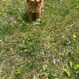 Maltese, Maltipoo, Poodle, and Yorkshire Terrier Puppies from Paw Perfect Pets