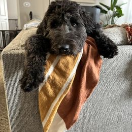 Bernedoodle and Goldendoodle All Grown Up from A.N.A. Doodles