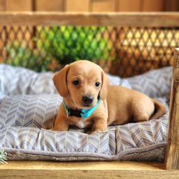 AKC Meet Goldie :) - Cream female Dachshund puppy in Centerville, Iowa from Barnyard Dachshunds, Dals & Doodles
