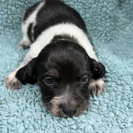 Copper(1400) - Piebald male Dachshund puppy in Mansfield, Missouri from Owens Farm