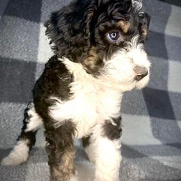 Bernedoodle Puppies from Starlight Bernedoodles
