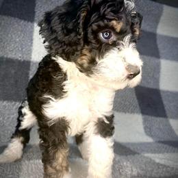 Bernedoodle Puppies from Starlight Bernedoodles