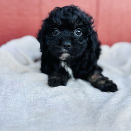 Cavapoo puppies from Hilltop Doodles KY LLC