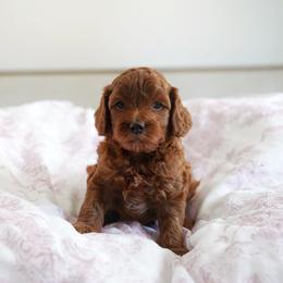 Comet - Red  male Goldendoodle puppy in Vancouver, Washington from Blissful Doodles