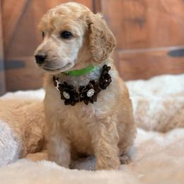 Daphne - Apricot female Poodle puppy in Fountain, Florida from Silva Royale Standard Poodles
