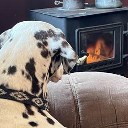 Dalmatian Puppies from Missouri Dalmatians