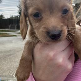 Girl 2 - Fawn (Isabella) female Dachshund puppy in Modesto, California from Lil Doxie Era