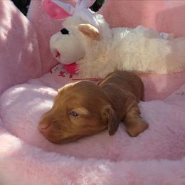 HONEYBUN-price 3210 - Dapple male Dachshund puppy in Bristol, Tennessee from It's Mini Wieners Baby