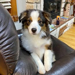 Ellie - Miniature American Shepherd