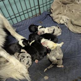 Australian Shepherd and Great Dane Puppies from AEW Farm