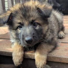 Solo - Black and silver male German Shepherd puppy in Olean, New York from F&B Kennels