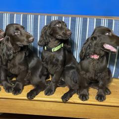 Field Spaniel Puppies from SandyMist Kennel