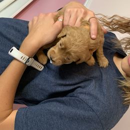 Goldendoodle Puppies from Broderick Goldendoodles