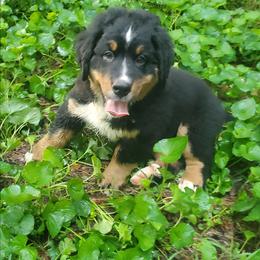 Girl 1 - Black rust and white female Bernese Mountain Dog puppy in Nicholson, Georgia from Bernese Mountain Dogs of Pony Trail Farm