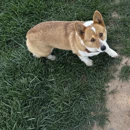 Rosie - Pembroke Welsh Corgi