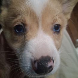 Blue Eyed Matilda - Red female Pembroke Welsh Corgi puppy in Gaffney, South Carolina from Battlefield Kennels