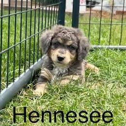 Assorted Doodle Crosses and Bernedoodle Puppies from WS Doodles