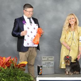 Yorkshire Terriers from Palmridge Show Dogs
