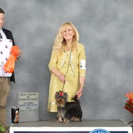 Yorkshire Terriers from Palmridge Show Dogs