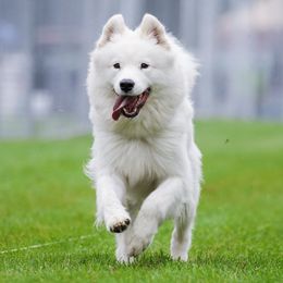Samoyeds from Painted Hills Samoyeds