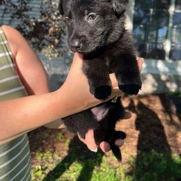 German Shepherd Puppies from Bolwerk’s 3B Acres