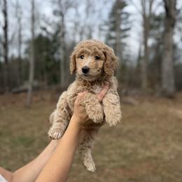 Miss Magenta - Cream female Goldendoodle puppy in Athens, Georgia from Moore Goldendoodles