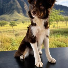 Tinkerbell - Toy Australian Shepherd