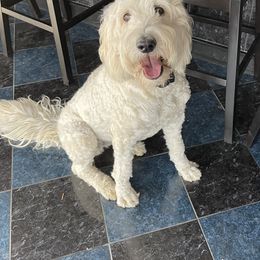 Double Doodle and Goldendoodle All Grown Up from Remi’s DoubleDoodles