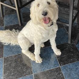 Double Doodle and Goldendoodle All Grown Up from Remi’s DoubleDoodles