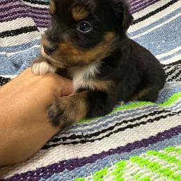 Male 4 - Black tri male Miniature Australian Shepherd puppy in Mount Airy, Georgia from North Georgia Gems