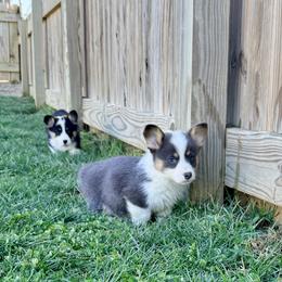 Polar Bear - Black and tan male Pembroke Welsh Corgi puppy in Ashland, Ohio from SS Australian Shepherds