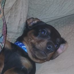 Dachshund All Grown Up from Woodshafen