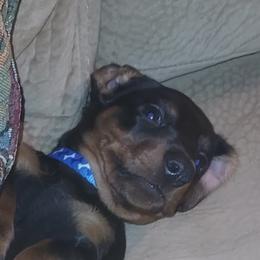 Dachshund All Grown Up from Woodshafen