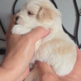 Tadashi - Parti male Miniature Schnauzer puppy in Hertford, North Carolina from Little Bug Schnauzers