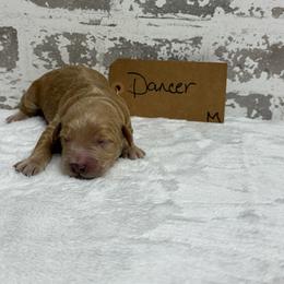 Dancer - Apricot male Goldendoodle puppy in Nortonville, Kentucky from Deb’s KY Doodles