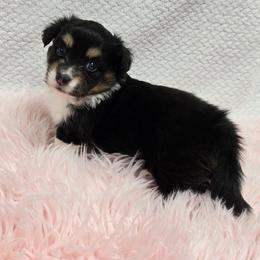 PEPPER - Black and tan female American Corgi puppy in Walker, Iowa from Double K Corgis