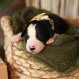 Aussiedoodles, Bernedoodles, and Poodles from Oodles of doodle of Michigan