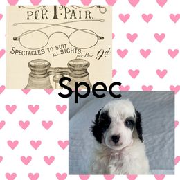 Spec - Parti female Poodle puppy in Norman, Oklahoma from ShowME Miniature Poodles