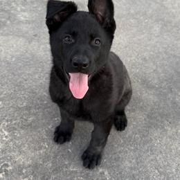 ANGEL - lilac collar - Black female German Shepherd puppy in Coats, North Carolina from T'S SHEPHERDS