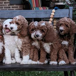 Goldendoodle Puppies from Lollie's Doodles