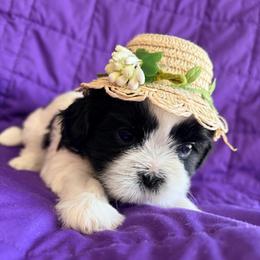 Tara - Black and white female Shih Tzu puppy in Hemet, California from Aloha Shih Tzu
