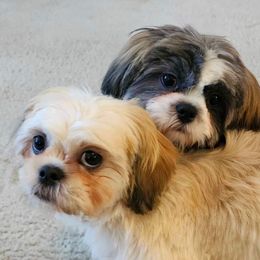 Shih Tzu Puppies from Molly B's ShihTzus